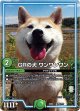 GRの犬 ワンワンワン