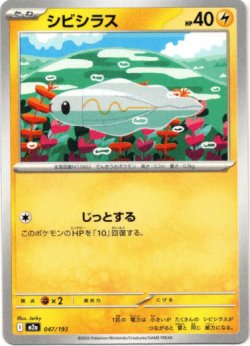 画像1: シビシラス