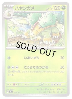 画像1: ハヤシガメ