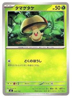 画像1: タマゲタケ