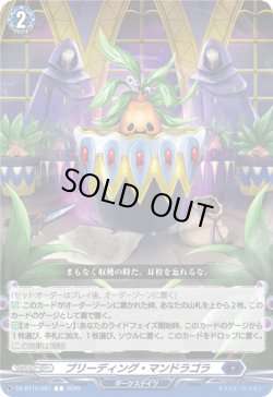 画像1: ブリーディング・マンドラゴラ