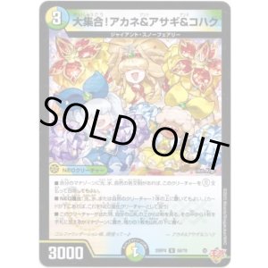 画像: ※傷有り品（返品交換対象外）大集合！アカネ&アサギ&コハク