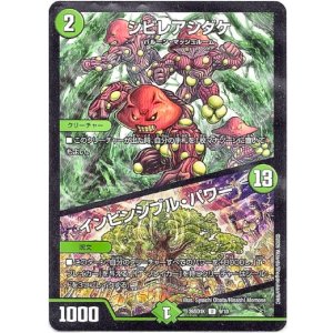 画像: シビレアシダケ / インビンシブル・パワー