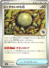 画像: 古びたずがいの化石