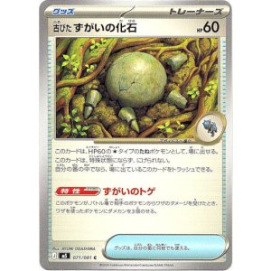 画像: 古びたずがいの化石