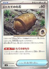 画像: 古びたたての化石