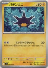 画像: バチンウニ