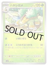 画像: ハヤシガメ