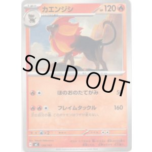 画像: カエンジシ