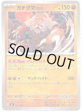 画像: ガチグマ アカツキ