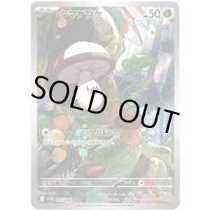 画像: ※傷有り品（返品交換対象外）【AR】タマゲタケ