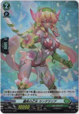 画像: 【ホロ】繊美の乙女 カンデラリア