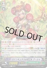 画像: ラナンキュラスの花乙女 アーシャ
