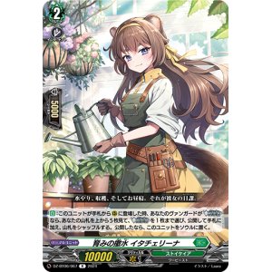 画像: 育みの撒水 イタチェリーナ