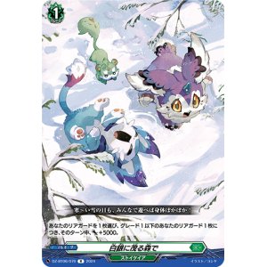 画像: 白銀に茂る森で
