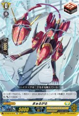 画像: まぁるがる